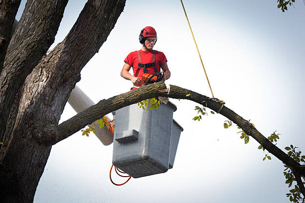 Best Hedge Trimming  in Auburn, MI